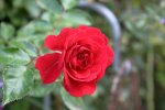 Rose Heinfels2409.jpg
