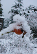P1140499.webp