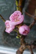 P1140536.webp