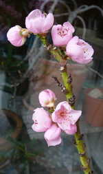 P1140538.webp