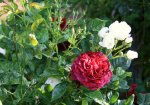 IMG_3021.JPG