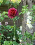 IMG_3201.JPG