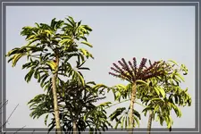 comp_DSC04762.webp
