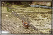 comp_DSC05160.webp