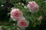 Rose Kir Royal0108b.jpg
