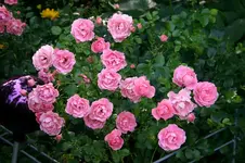 Rose Sommerwind0107b.webp