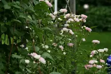 Rose Kirschrose0113.webp