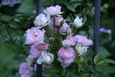 Rose Kirschrose0111g.webp