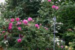 Rose Mdme. Isaak Pereire0608.jpg