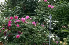 Rose Mdme. Isaak Pereire0608.webp