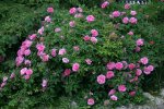 Rose The Countryman0909.jpg