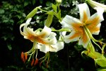 2016_07233april20160030.JPG