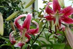 2016_07233april20160046.JPG