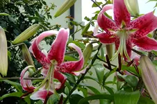2016_07233april20160046.webp