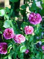 IMG_2063.JPG