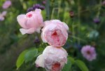 Rose Kathryn Morley0912.jpg