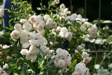 Rose Pink de Gislaine de Felingendo0114.webp