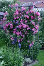 Rose Super Dorothy1611b.webp