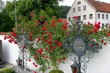 Rose Heinfels01207e.webp