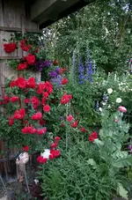 Rose Heinfels01407c.webp