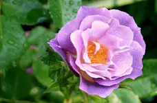 IMG_2585.webp IMG_2585.webp