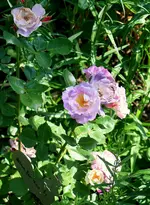 IMG_2977.webp IMG_2977.webp