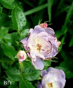 IMG_2812.JPG