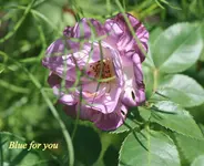 IMG_3579.JPG