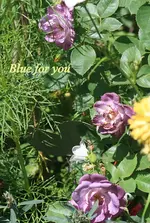 IMG_3595.webp IMG_3595.webp