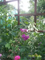 100_2601.webp 100_2601.webp