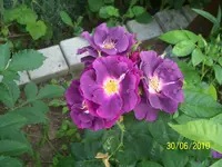 100_2560.webp 100_2560.webp