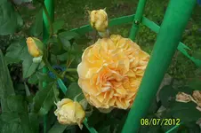 Crown Princesse Margaret.webp Crown Princesse Margaret.webp