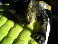 IMGP4639.webp