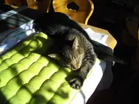 IMGP4638.webp