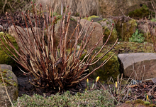 Krokus_orange_erste Knospen_900.JPG