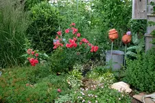 Rose Elveshörn00107.jpg