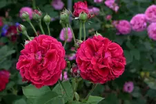 Rose Alfred Colomb0108e.webp