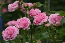 Rose Louise Odier1913.webp