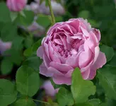 Rose Charles Renee Mackintosh0609b.webp
