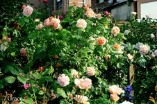 IMG_2793.webp IMG_2793.webp