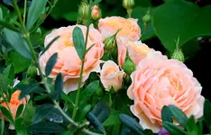 IMG_2957.webp IMG_2957.webp