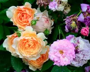 IMG_2958.webp IMG_2958.webp