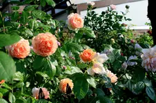 IMG_2776.webp IMG_2776.webp