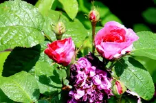 IMG_2124.JPG