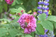 IMG_2265.JPG