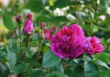 IMG_2267 (3).webp IMG_2267 (3).webp