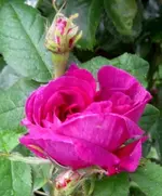 IMG_4669-001.webp IMG_4669-001.webp