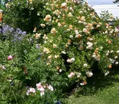 Rose Gislaine de Felingonde0109c.webp