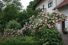 Rose Edenrose0708.webp