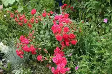 Rose Gärtnerfreude0214.webp